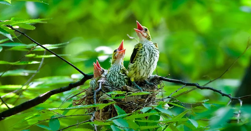 Comment sauver une petite mésange tombée du nid ?