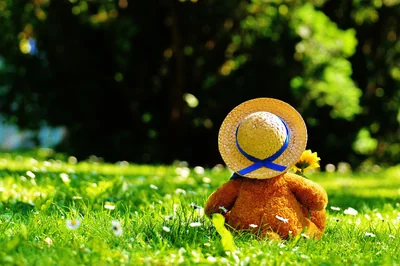ours en peluche