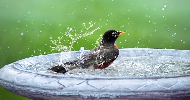 bain d'oiseaux
