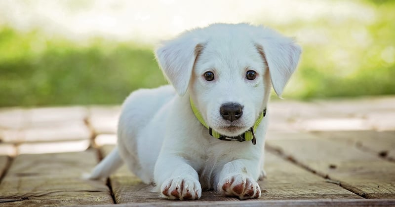Tarif détection canine punaises de lit : le vrai prix d’une intervention efficace