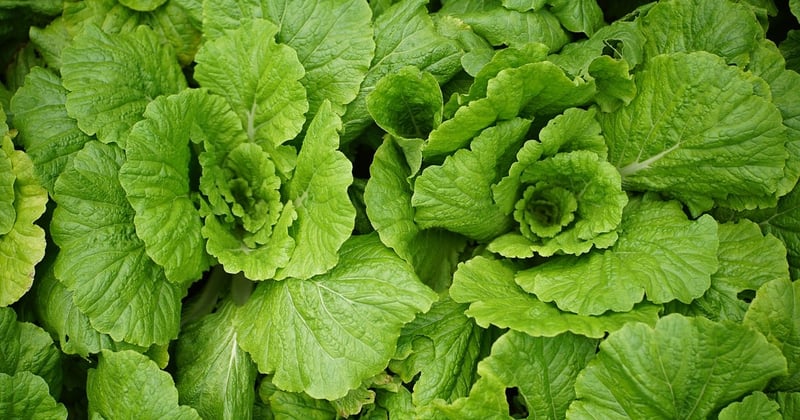 Mon jardinier bio : le secret d’un potager sain sans effort