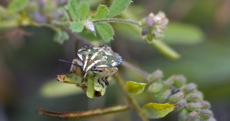 Quels insectes piquent la nuit ? Le guide pour dormir tranquille