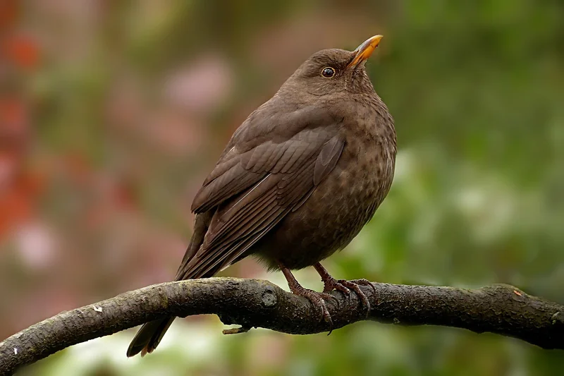 Quelle est la différence entre un coniophore et une mérule ?