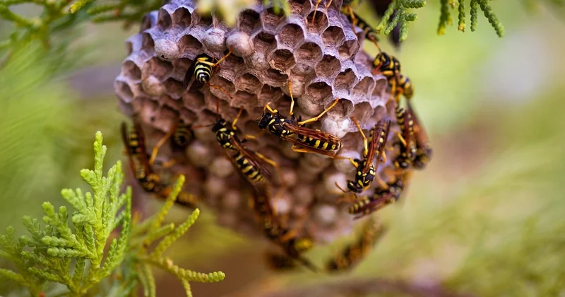 Comment identifier l'insecte à partir des piqûres ?
