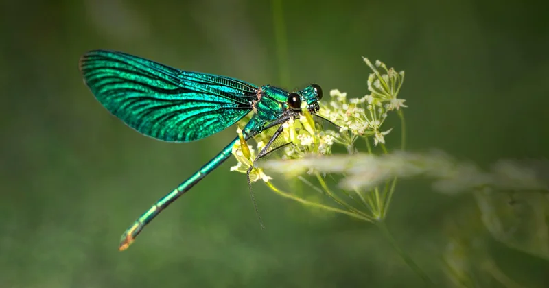 Nid de punaise verte, nid de punaise marron : attention aux confusions