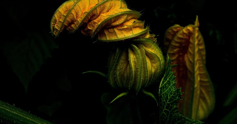10 techniques innovantes pour jardin qui vont tout changer