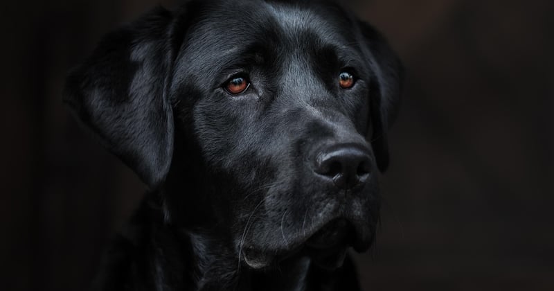 chien
