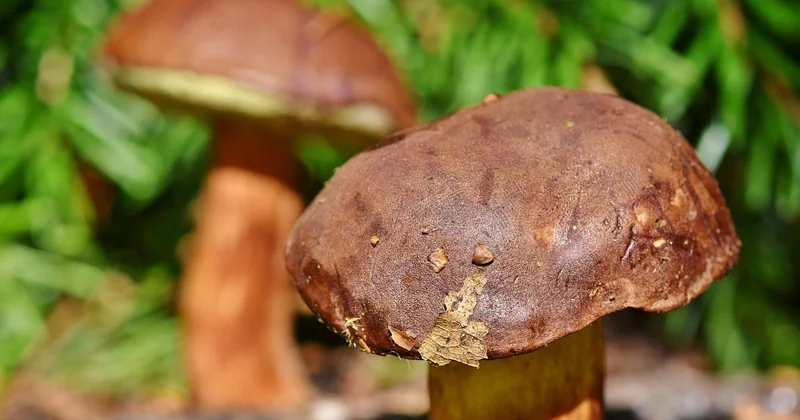 Le bolet jaune est-il comestible, et comment le cuisiner