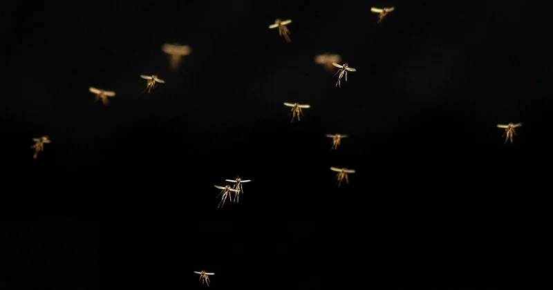Pourquoi vous ne voyez rien alors que vous êtes piqué